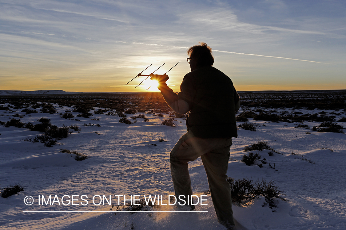 Falconer in field at sunset.