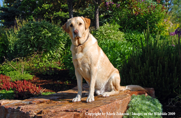 Yellow Labrador Retriever in field