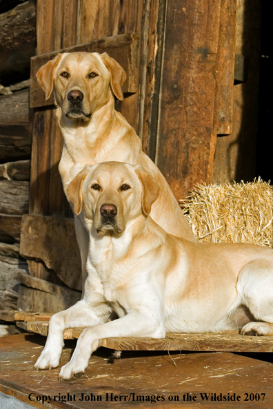 Yellow Labrador Retrievers