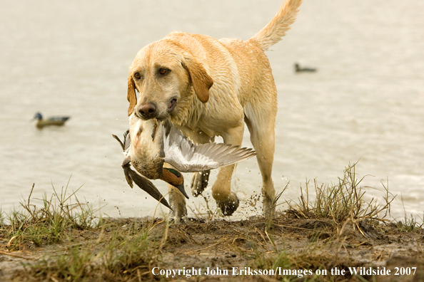 Yellow labrador Retriever with retrieved duck