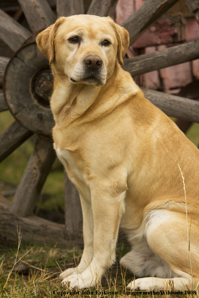 Yellow Labrador Retriever in field