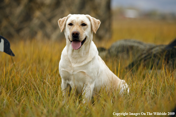 Yellow Labrador Retriever