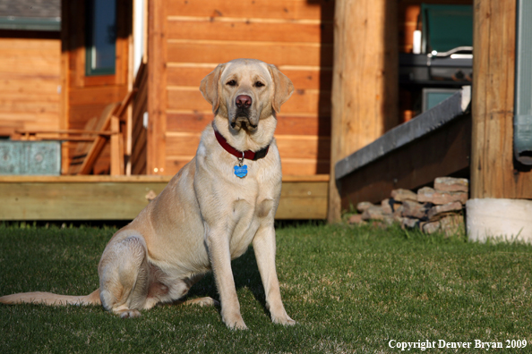 Yellow Labrador Retriever in yard