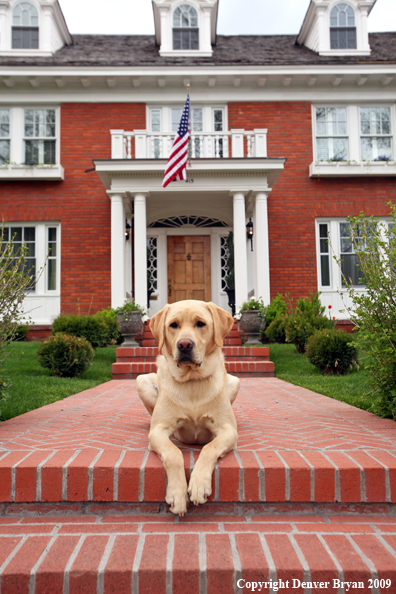 Yellow Labrador Retriever in front of house
