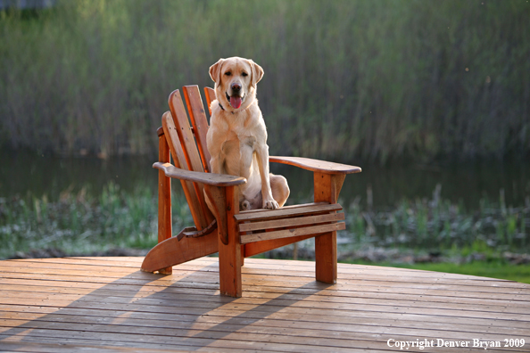 Yellow Labrador Retriever in chair
