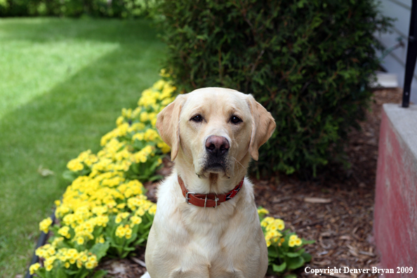 Yellow Labrador Retriever by flowers