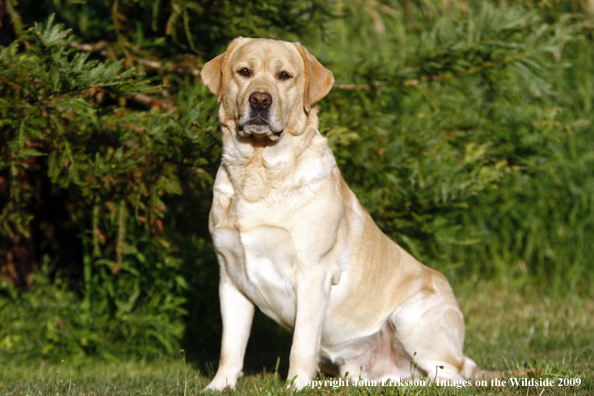 Yellow Labrador Retriever in field