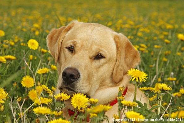 Yellow Labrador Retriever.