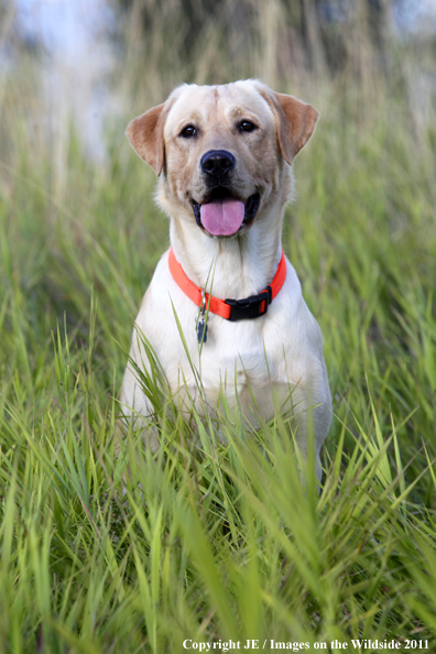 Yellow Labrador Retriever.