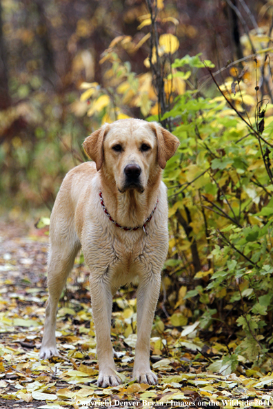 Yellow Labrador Retriever.