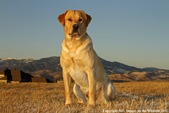 Yellow Labrador Retriever.