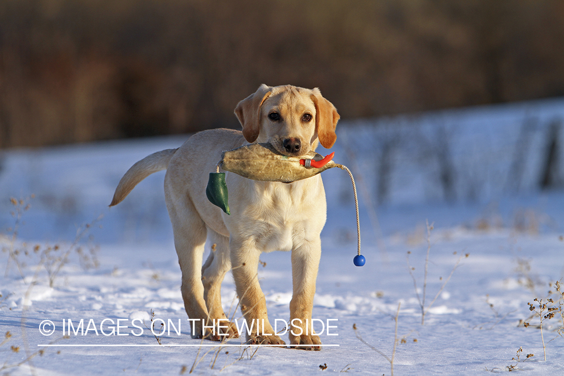 Yellow Labrador Retriever Puppy with training toy.