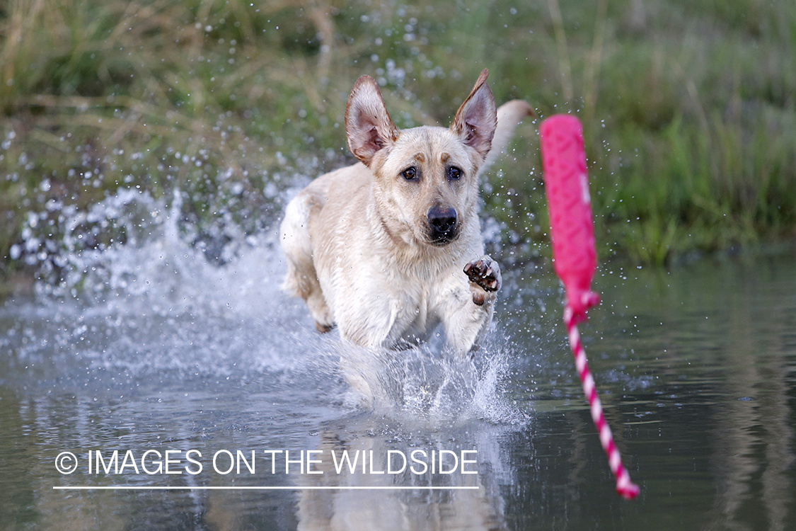 Yellow lab puppy retrieving dummy.