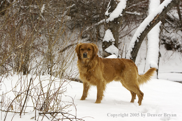 Golden Retriever in snow.
