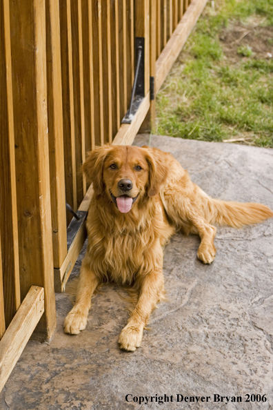 Golden Retriever.