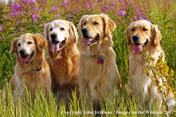 Golden Retrievers 