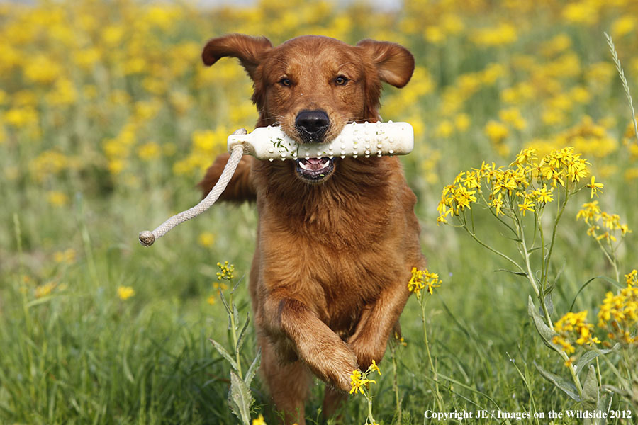 Golden Retriever with toy.