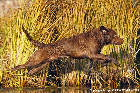 Chesapeake Bay Retriever