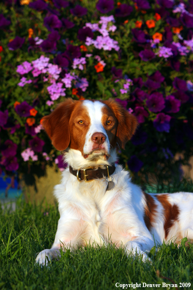 Brittany Spaniel in yard