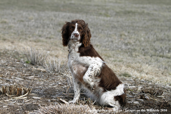 Springer Spaniel.