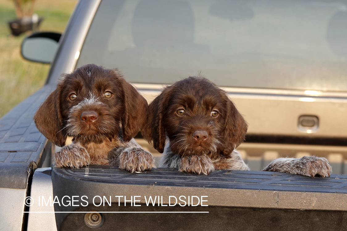 German Wirehair Pointer puppies in bed of pickup.