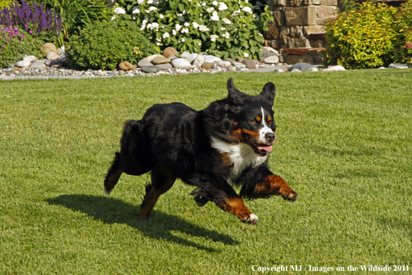 Bernese Mountain Dog. 
