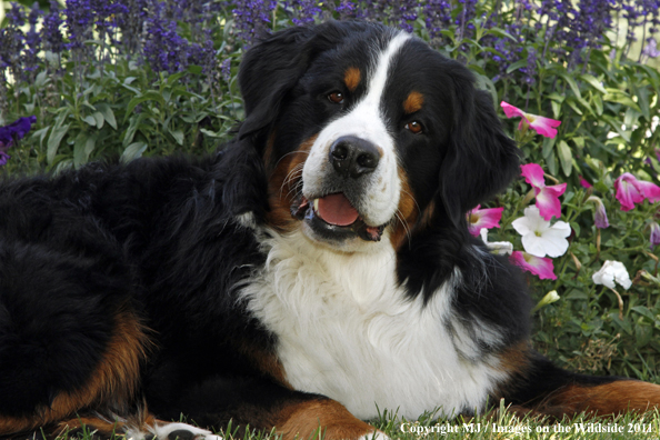 Bernese Mountain Dog.