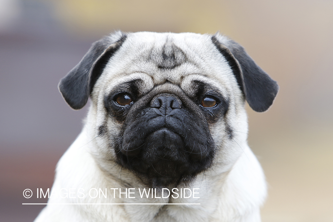 Pug close up