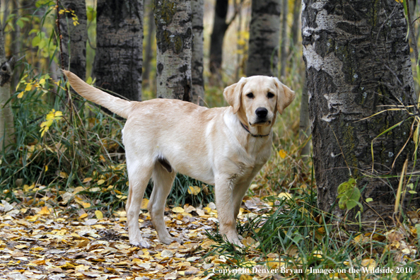 Yellow Labrador Retriever Puppy
