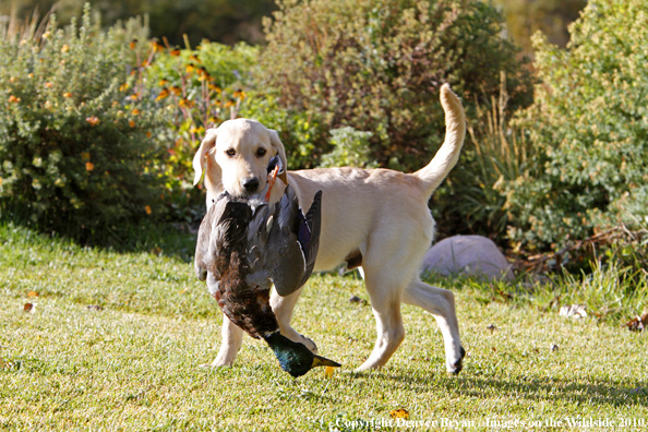 Yellow Labrador Retriever Puppy with duck. 