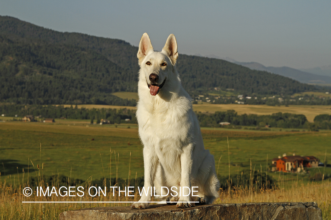 White German Shepherd