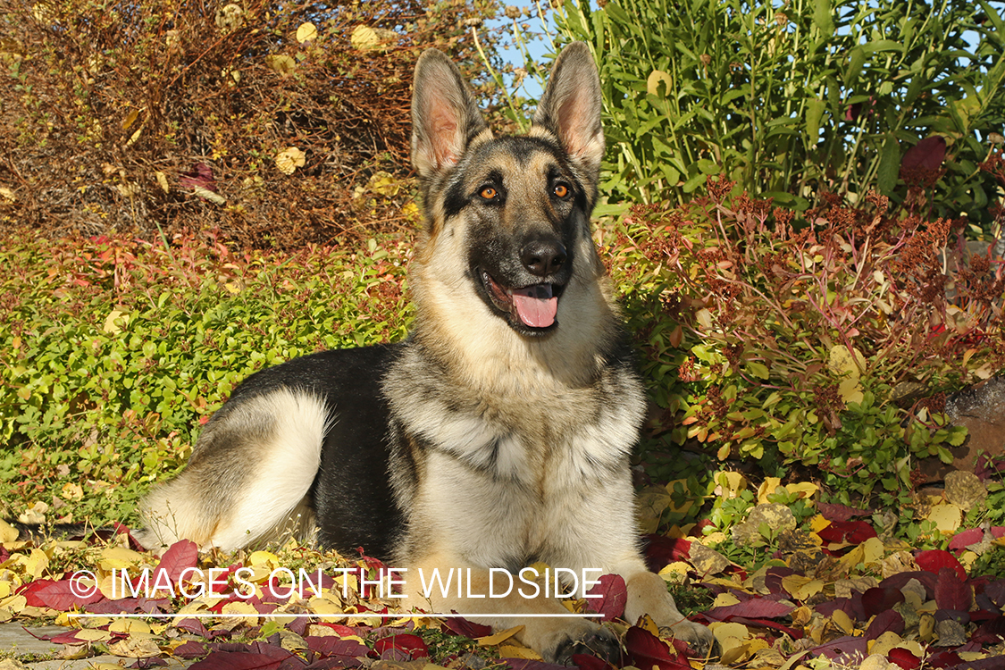 German Shepherd in fall leaves.