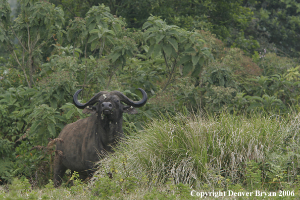 African Cape Buffalo