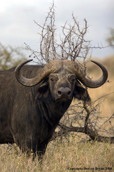 Cape Buffalo in habitat