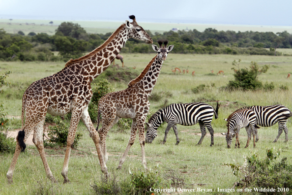 Masai Giraffe (adult with young)