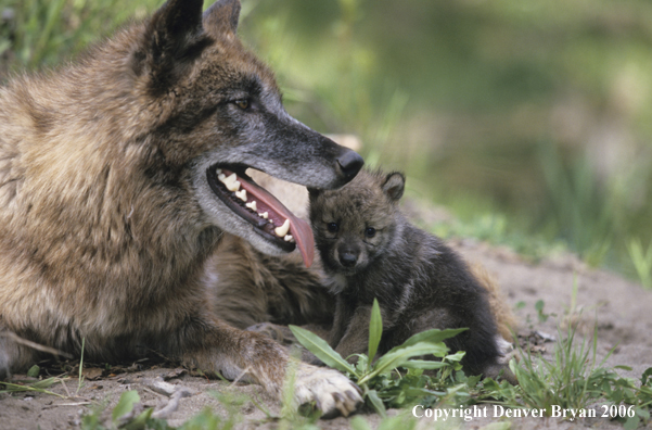 Gray wolf pup with adult wolf.