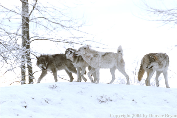 Gray wolves in winter habitat.