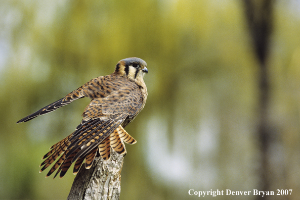 American kestrel perched on snag.