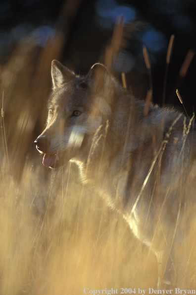 Gray wolf in habitat.