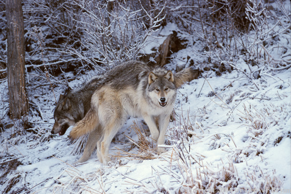 Gray wolves in winter habitat.