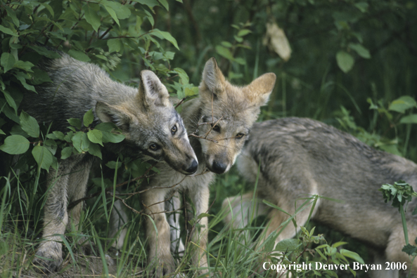 Gray wolf pups in habitat.