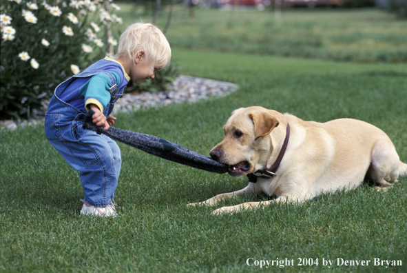 Child playing with yellow Labrador Retriever