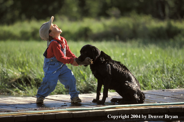 Black Labrador Retriever playing with boy