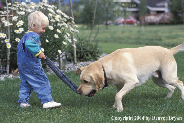 Child playing with yellow Labrador Retriever