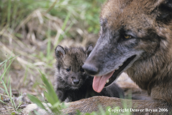 Gray wolf pup with adult wolf.