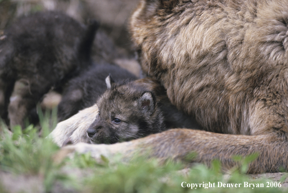 Gray wolf pup with adult wolf.