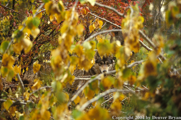 Gray wolf in habitat.