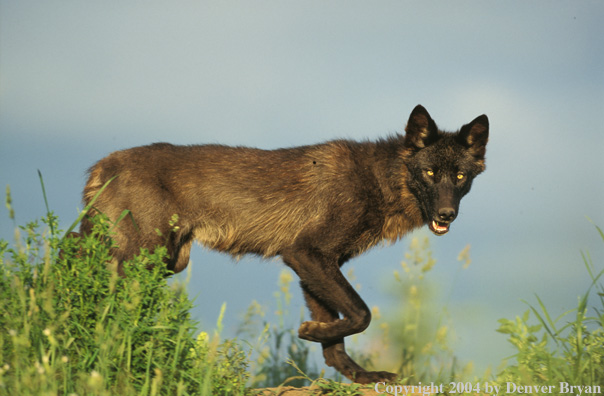 Gray wolf in habitat.