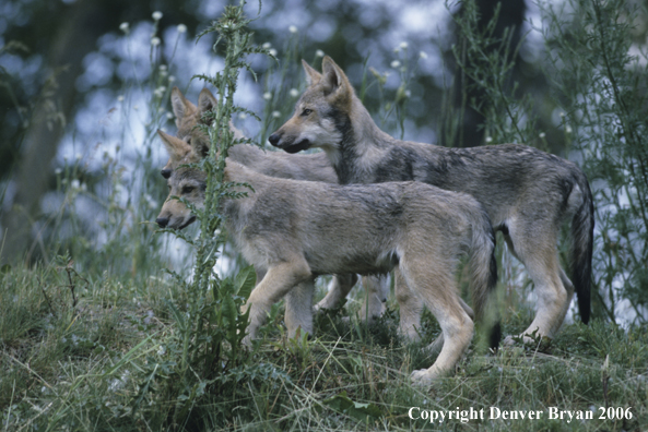 Gray wolf pups in habitat.