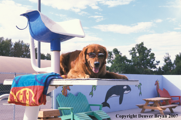Golden Retriever on life guard stand.
